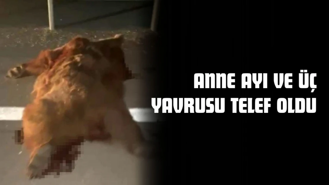 Anne Ayı Ve Üç Yavrusu Telef Oldu