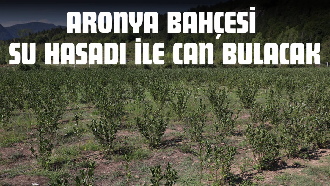 Aronya Bahçesi Su Hasadı İle Can Bulacak