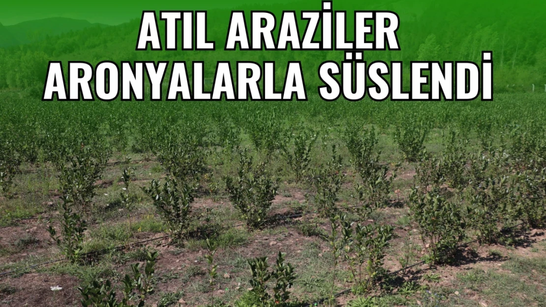 Atıl Araziler Aronyalarla Süslendi