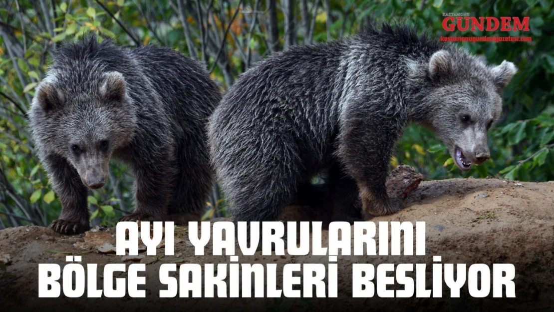 Ayı Yavrularını Bölge Sakinleri Besliyor