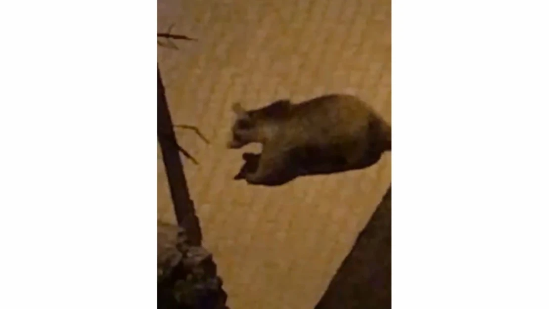 Ayıdan sokak gezisi