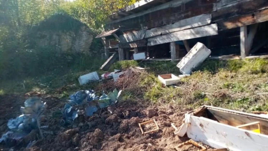 Ayılar bahçeye girdi, 40 kovan arıya zarar verdi