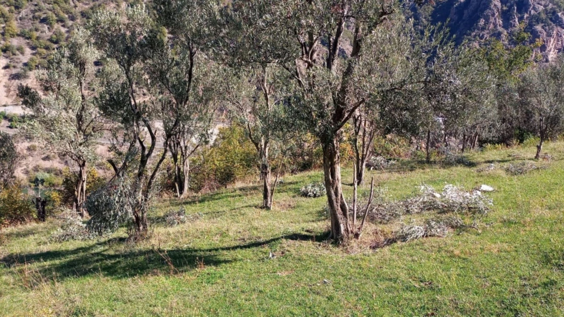 Ayılar bu kez zeytin ağaçlarına dadandı