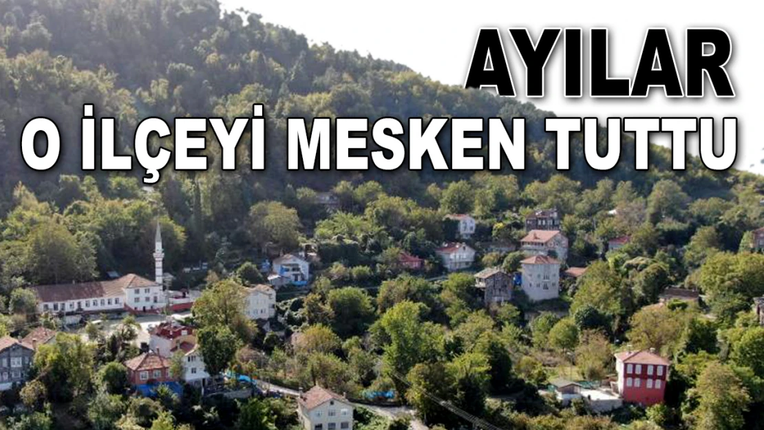 Ayılar O İlçeyi Mesken Tuttu