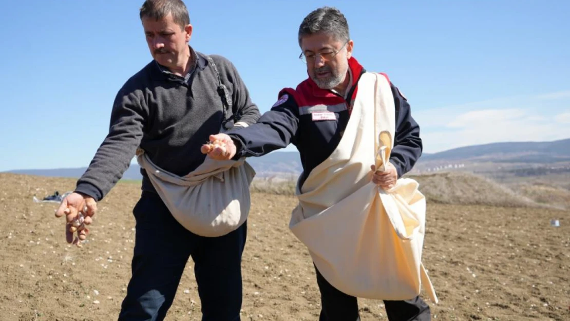 Bakan Yumaklı, Taşköprü Sarımsağı Dikti