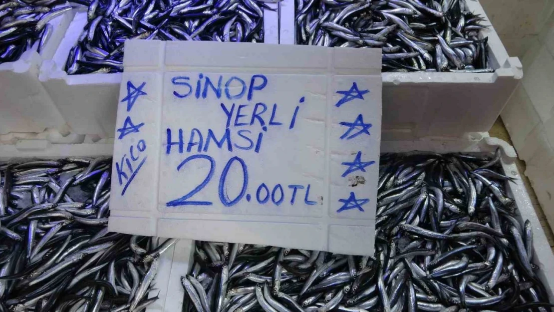 Hamsi Bolluğu: Fİyat 20 TL