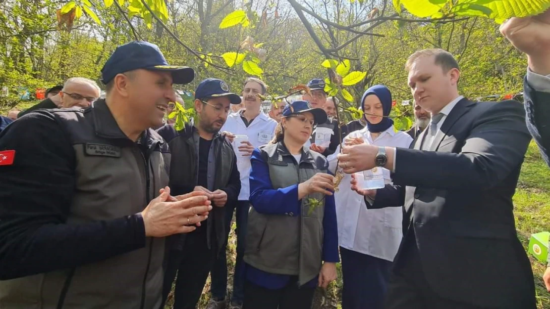 Bartın'da zararlı böceklerle mücadele