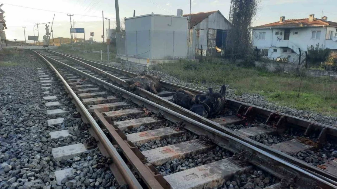 Büyükbaş Hayvanlara Tren Çarptı