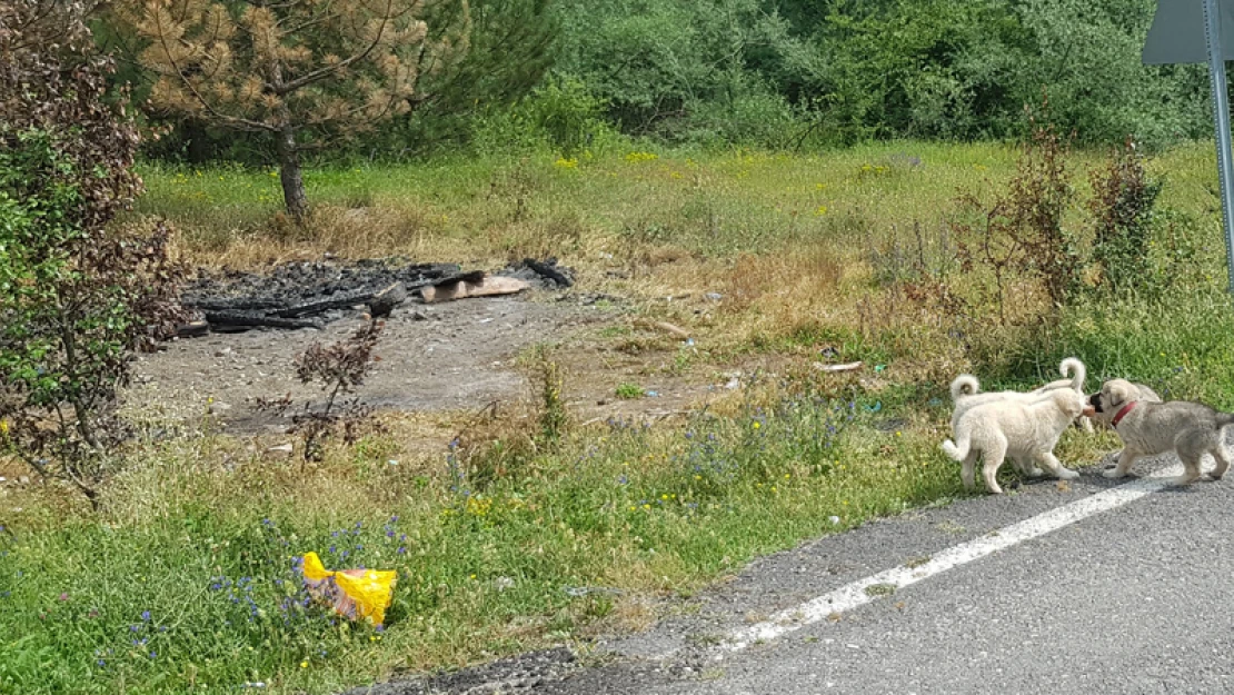 Başıboş köpeklerin kaldığı barınak yandı