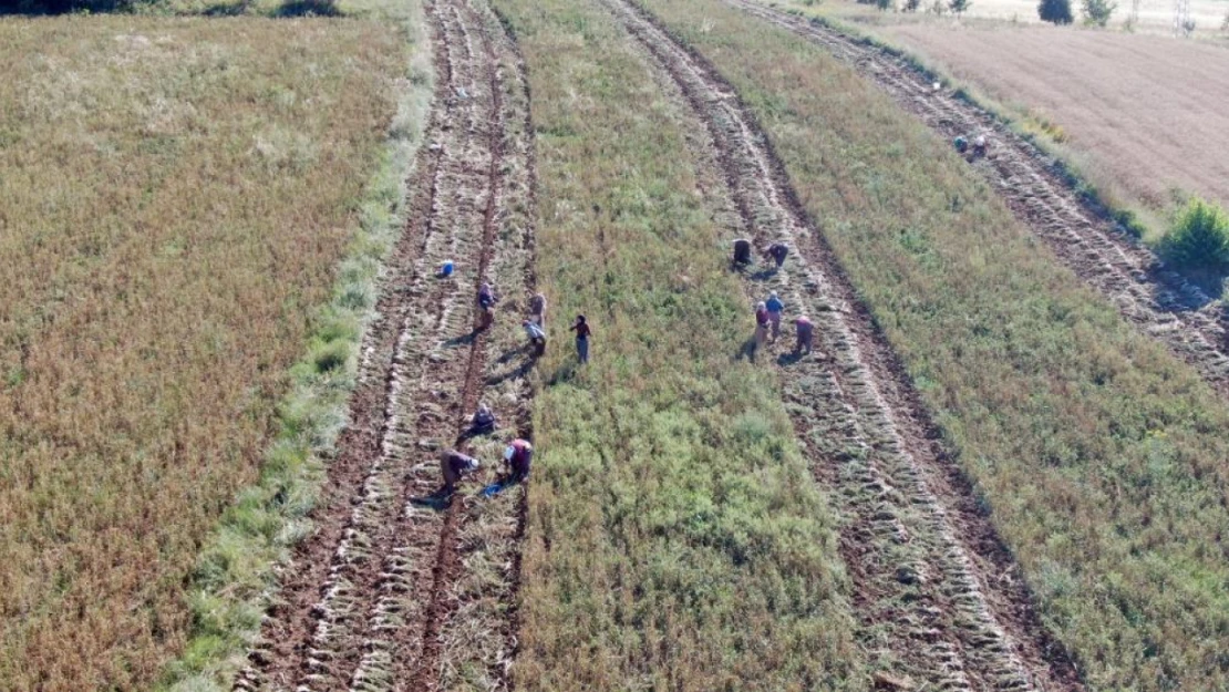 Beyaz Altın'da hasat başladı