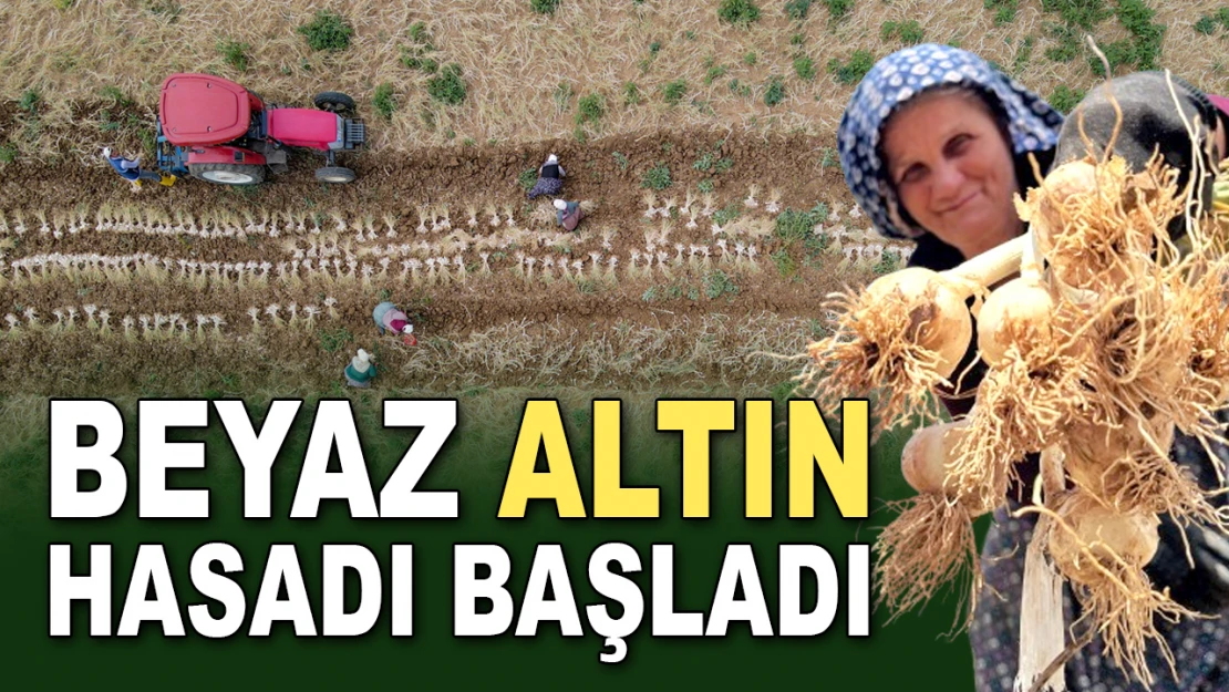 Beyaz Altın Hasadı Başladı