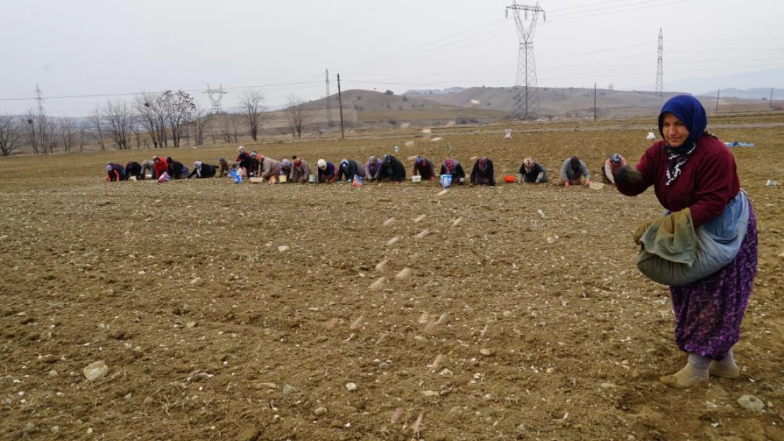 BEYAZ ALTIN TOPRAKLA BULUŞUYOR