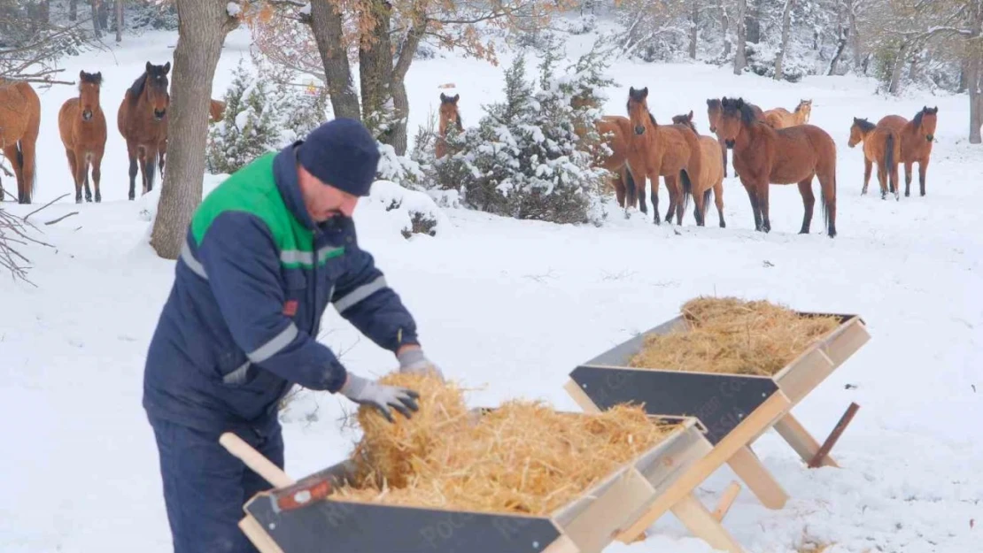 Bolu Belediyesi Ekipleri Yılkı Atlarını Unutmadı