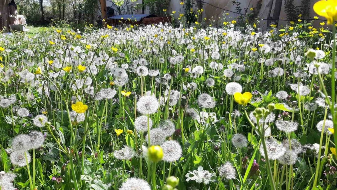 Bolu'da Bahar Güzelliği