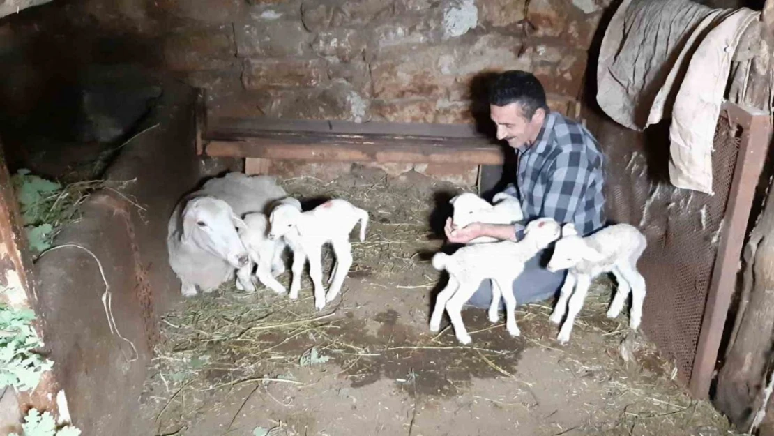 Bolu'da Bir Koyun Tek Seferde Beşiz Doğurdu