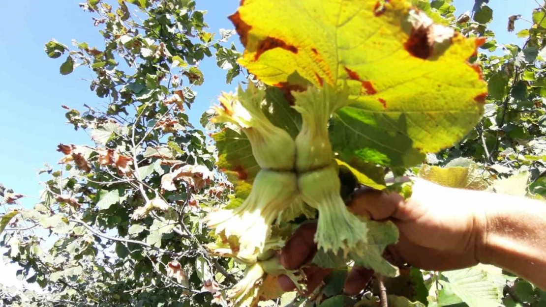 Bolu'da Fındıkta Hasat Zamanı