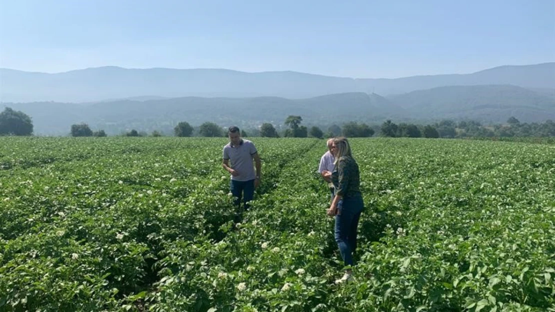 Bolu'da mildiyö alarmı