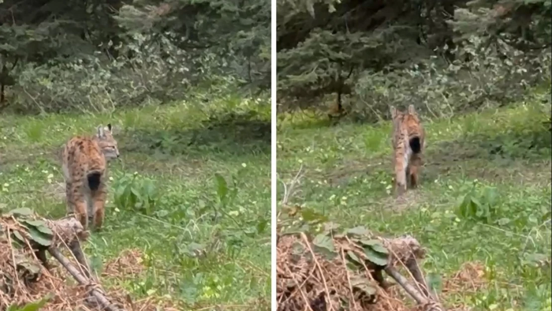 Nesli Tükenmekte Olan Vaşak Görüntülendi