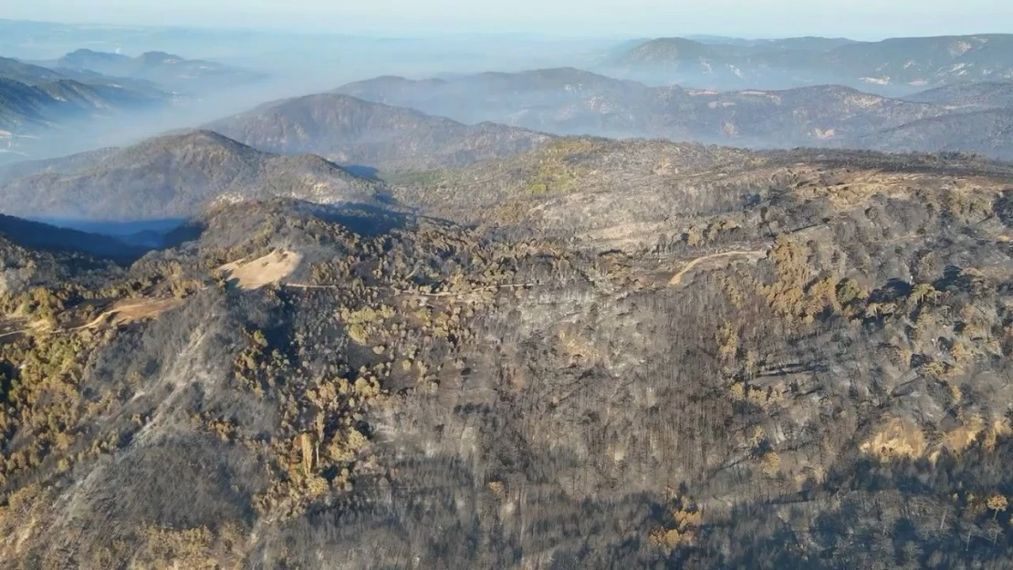 Bolu'da Ormanlar Küllerinden Doğacak
