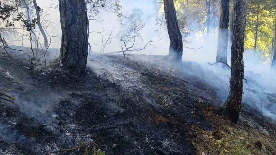 Bolu'da Örtü Yangını: 1 Hektar Zarar Gördü