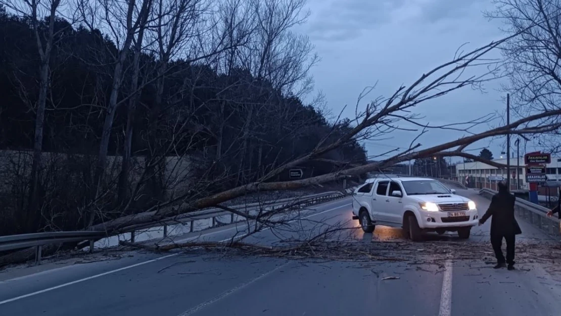 Bolu-Mudurnu Yolunda Devrilen Ağaç Yolu Trafiğe Kapattı