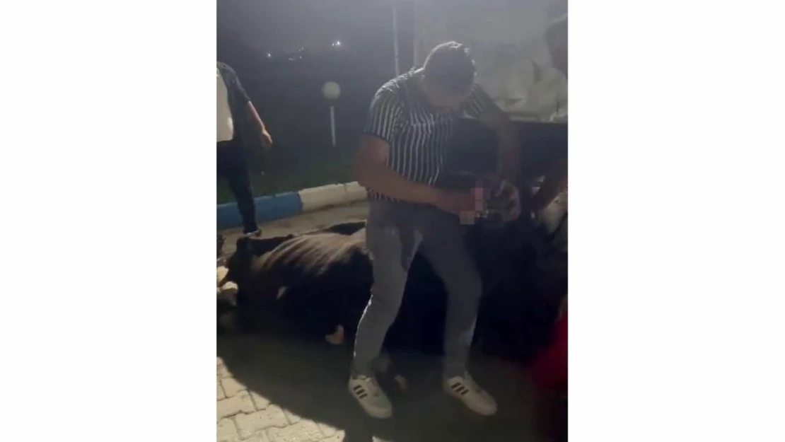Böylesi Görülmedi! İneğe Zorla Alkol İçirdiler...