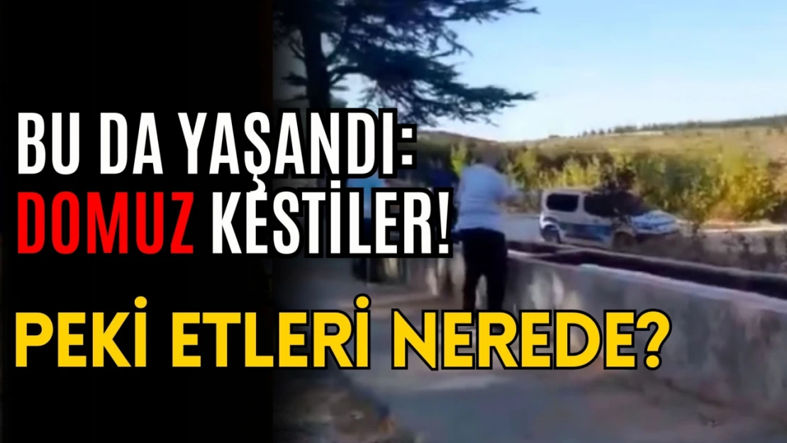 Bu da Yaşandı: Domuz Kestiler! Peki Etleri Nerede?