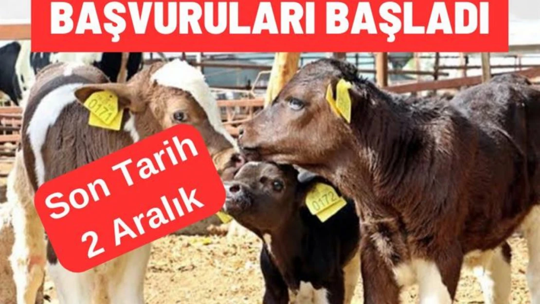 Buzağı Destekleme Başvuruları Başladı