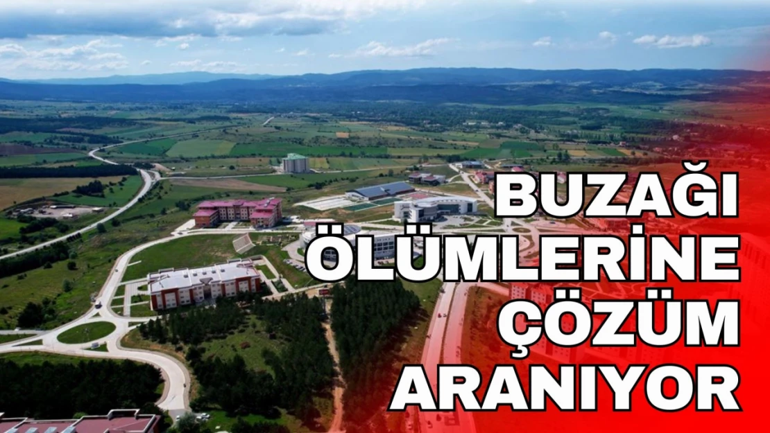 Buzağı Ölümlerine Çözüm Aranıyor