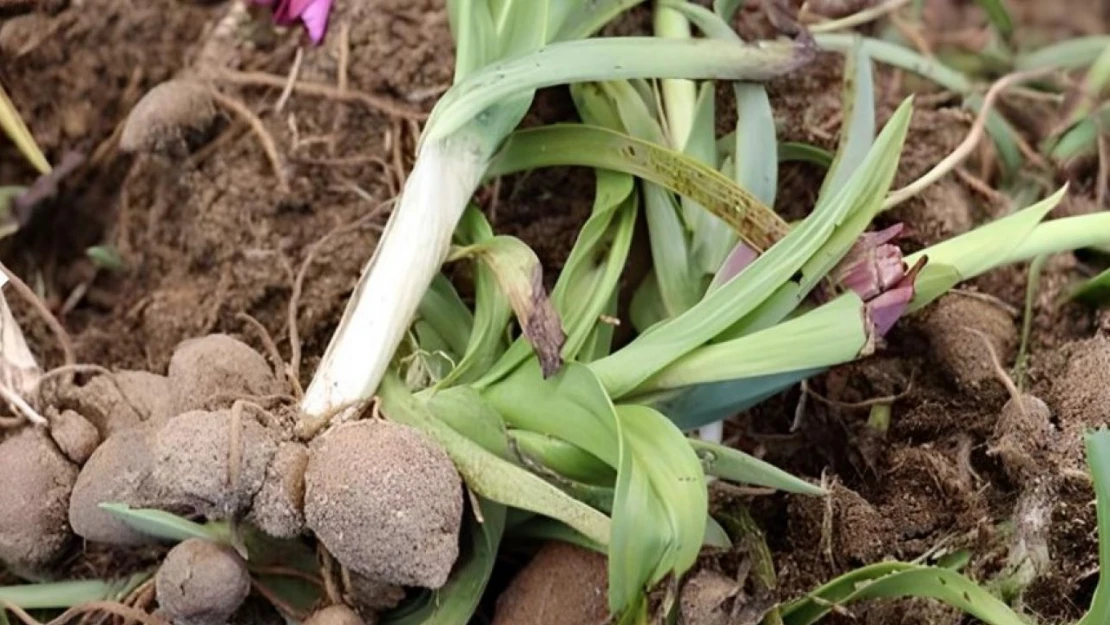 Çankırı'da Bir İlk: Salep İçin Deneme Üretimi Başladı