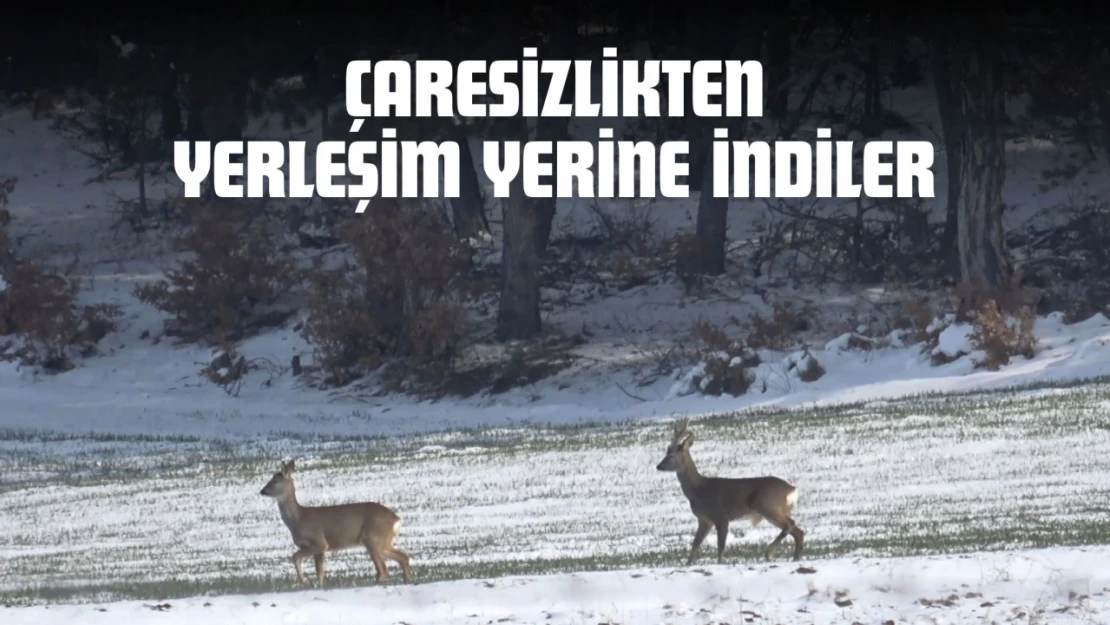 Çaresizlikten Yerleşim Yerine İndiler