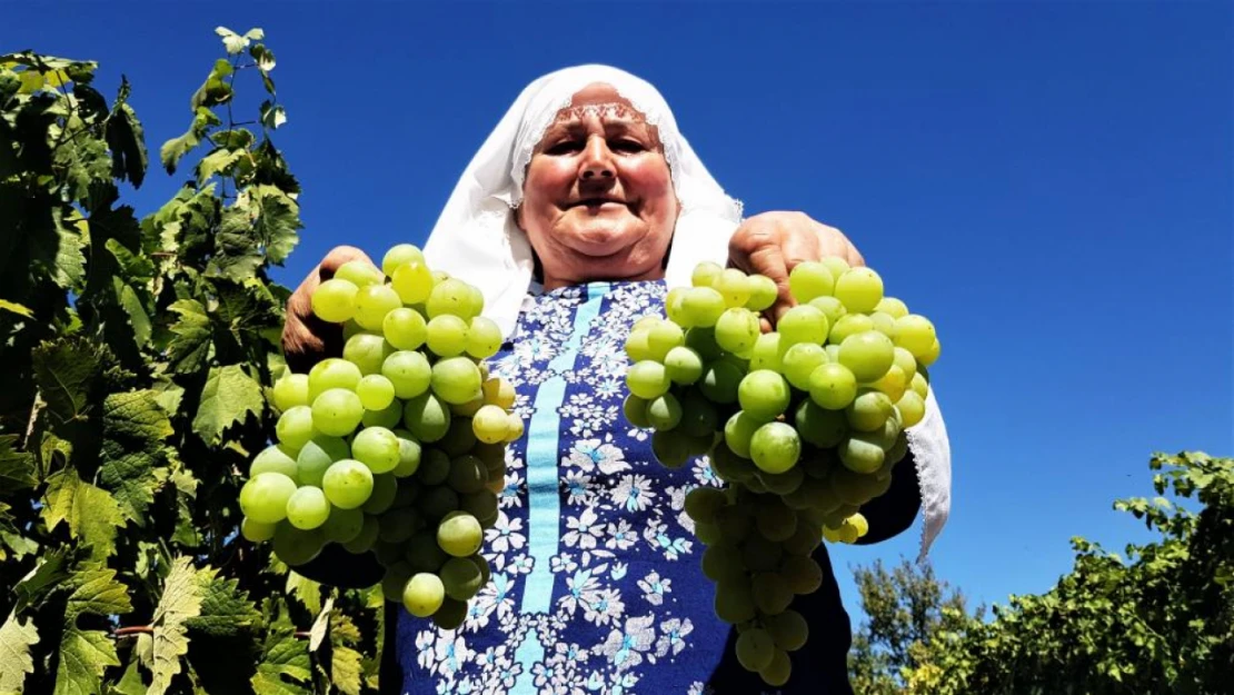 Çavuş Üzümü'nde hasat dönemi başladı