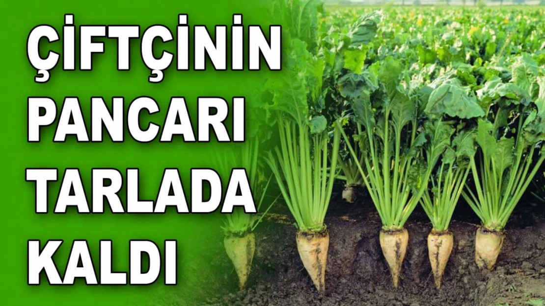 Çiftçinin Pancarı Tarlada Kaldı