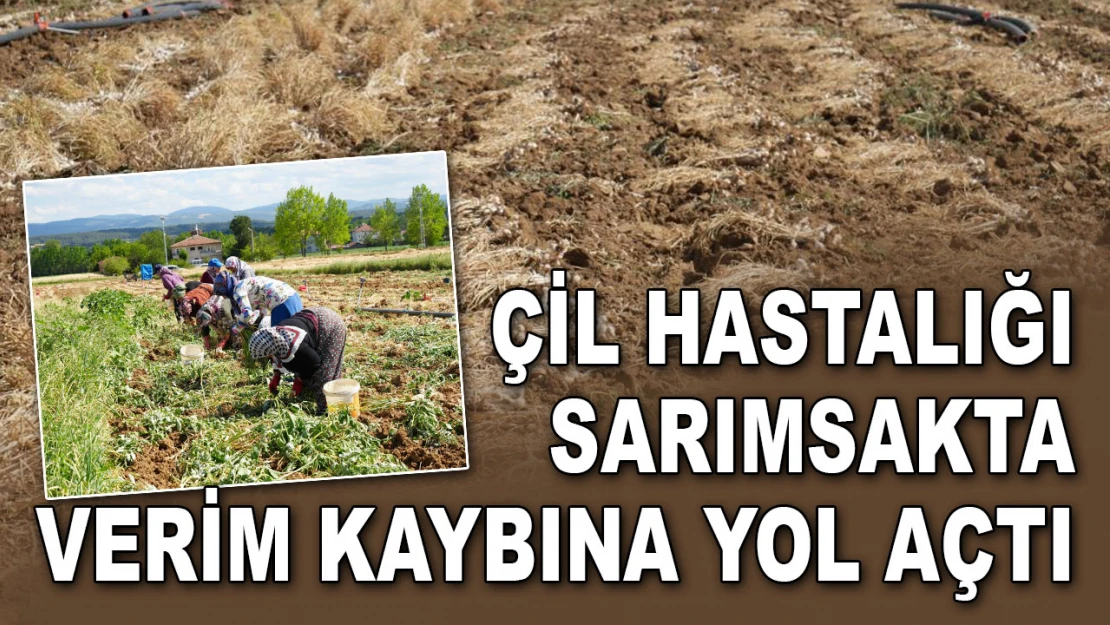 Çil Hastalığı Sarımsakta Verim Kaybına Yol Açtı