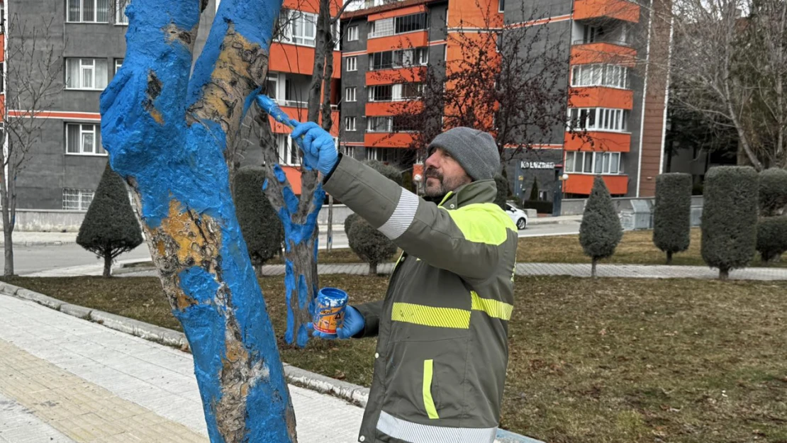 Çorum Belediyesi'nden Ağaçlara Bakım Çalışması