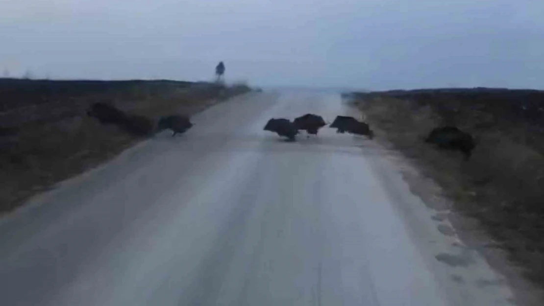 Çorum'da Domuz Sürüsü Kameralara Yakalandı