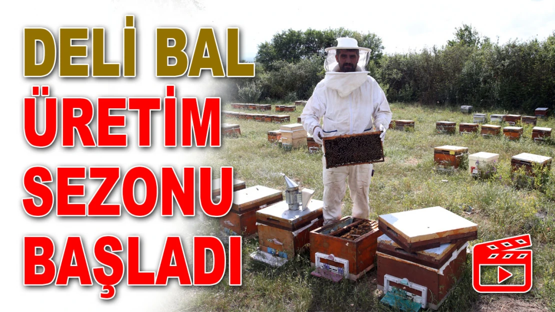 Deli Bal Üretim Sezonu Başladı