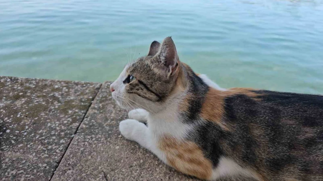 Kedi Cesedi Bulup Polisi Aradılar