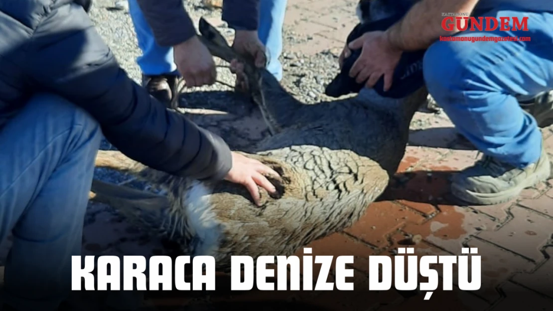 Denize Düşen Karaca Ekipler Tarafından Kurtarıldı