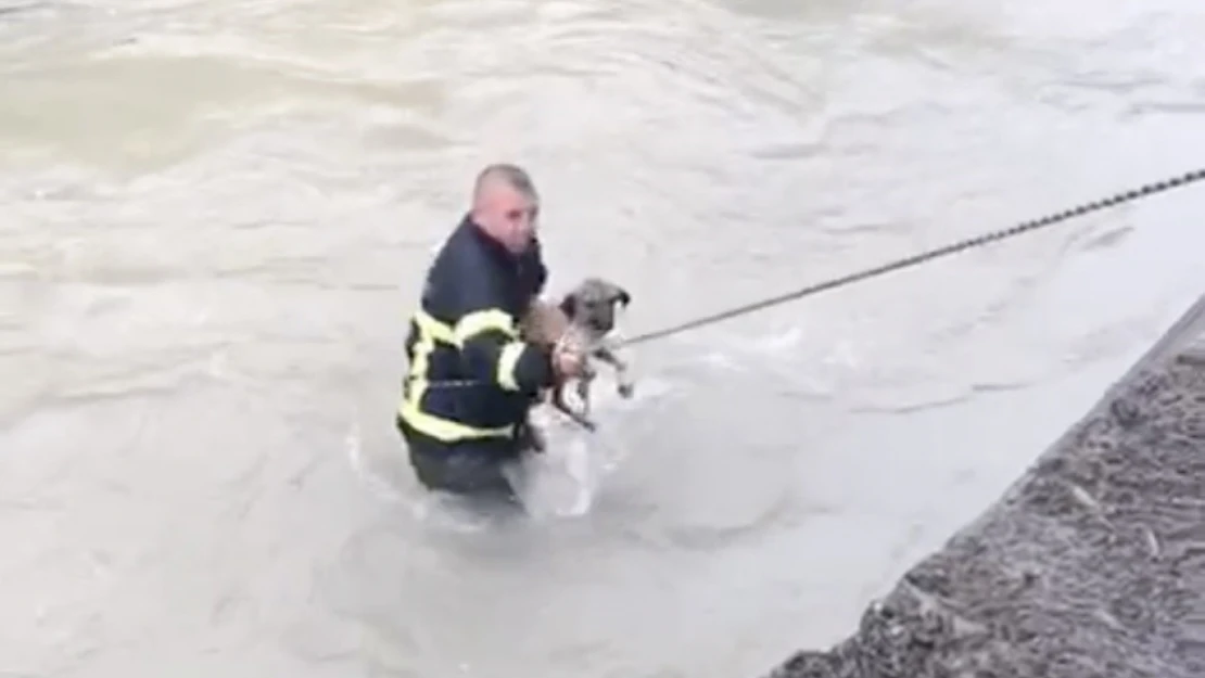 Dereye Düşen Köpek Kurtarıldı