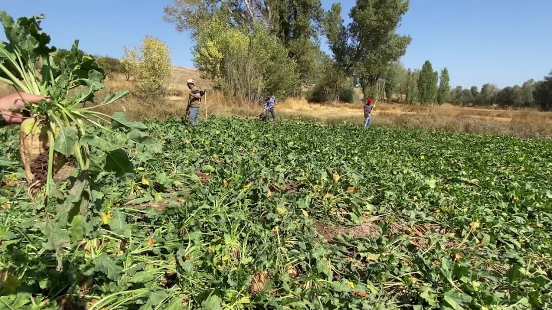 Devrekanili Pancar Üreticisi İstediğini Aldı