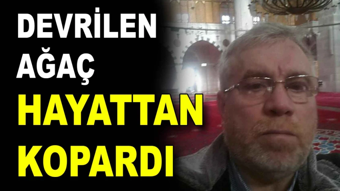 Devrilen Ağaç Hayattan Kopardı