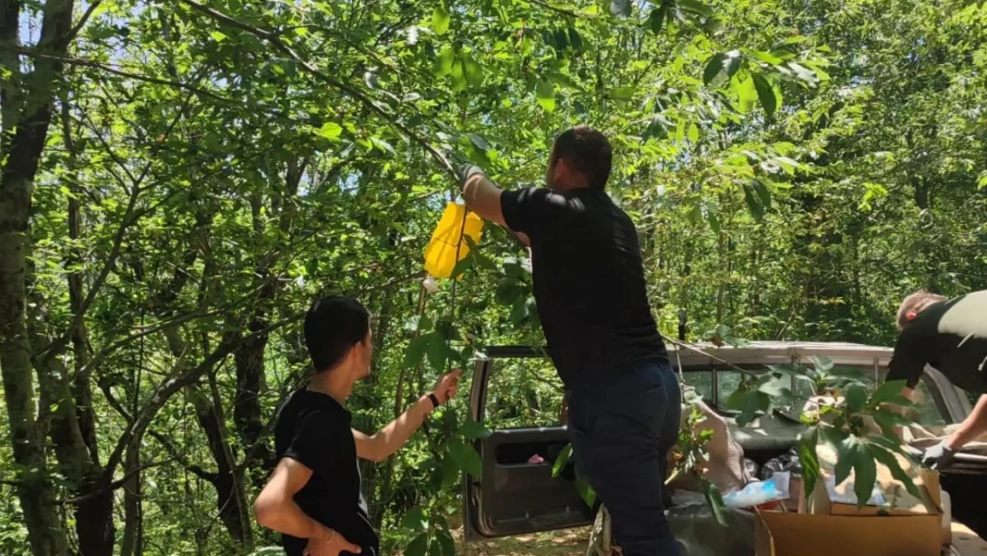 Doğanyurt'ta 900 Feromonlu Tuzak Asıldı