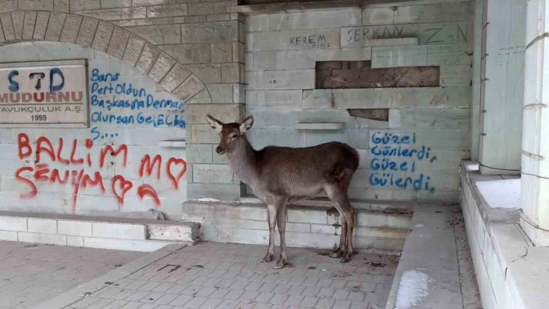 Doğaya Bırakılan Karaca Tekrar Geri Döndü