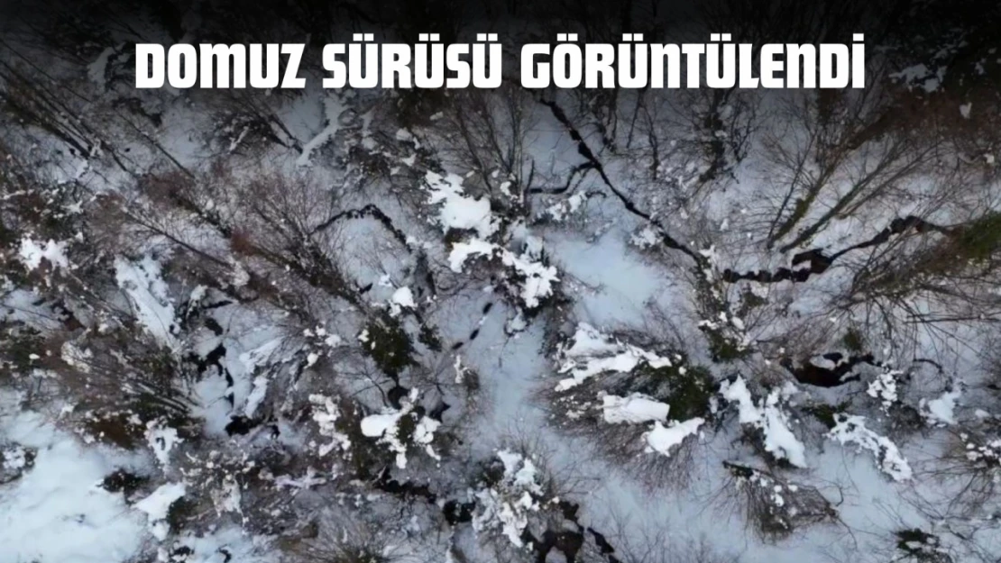 Domuz Sürüsü Görüntülendi