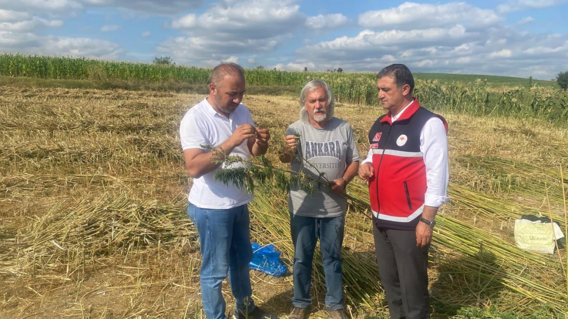 Endüstriyel kenevir için çalışmalar sürüyor