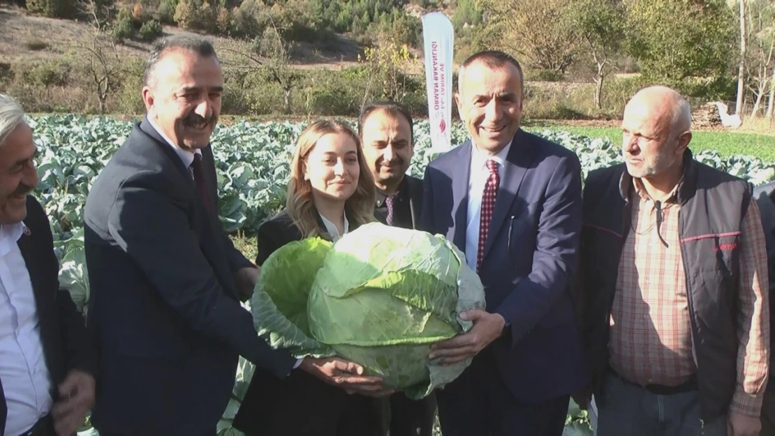 Eski Pazar Lahanası Hasat Edildi