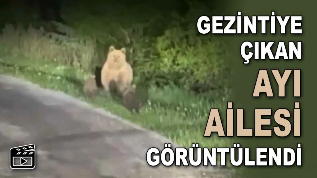 Gezintiye Çıkan Ayılar Görüntülendi