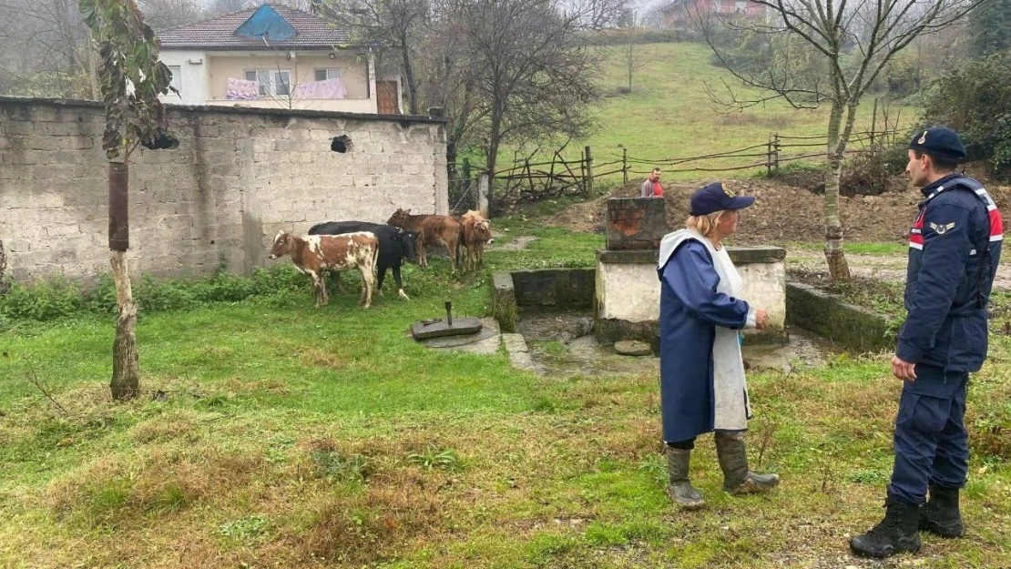 Gökçebey'de Kayıp Büyükbaş Hayvanlar Sahibine Teslim Edildi