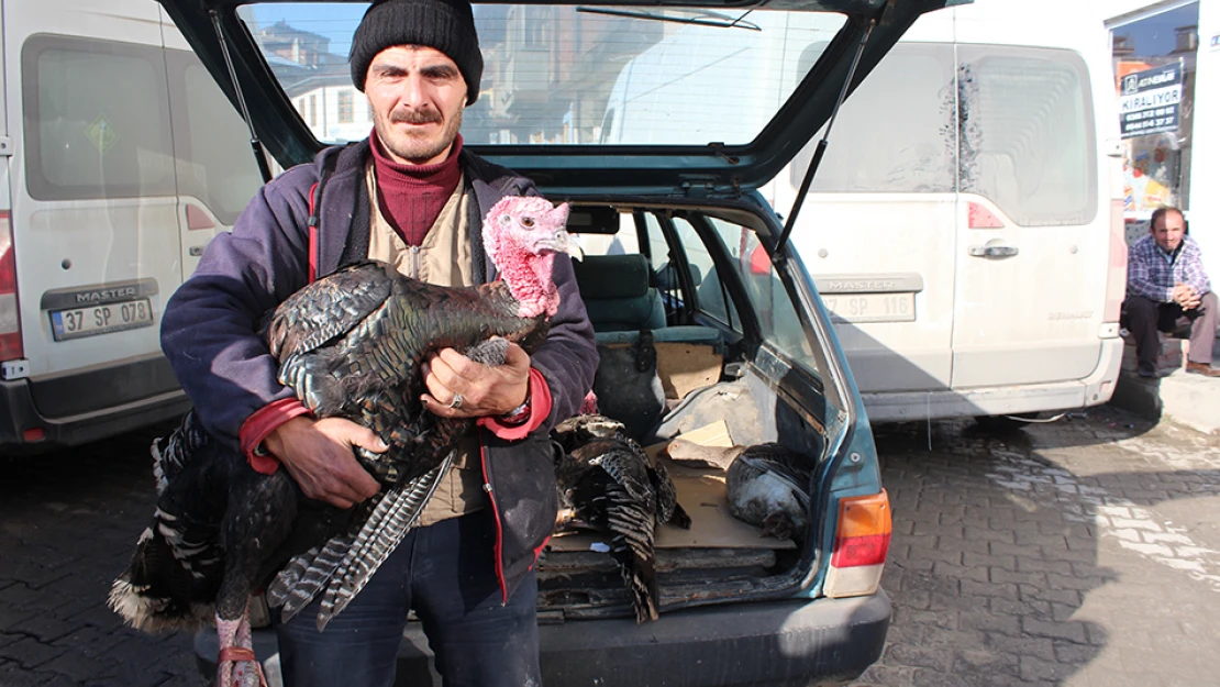 Gulu gulular satışta
